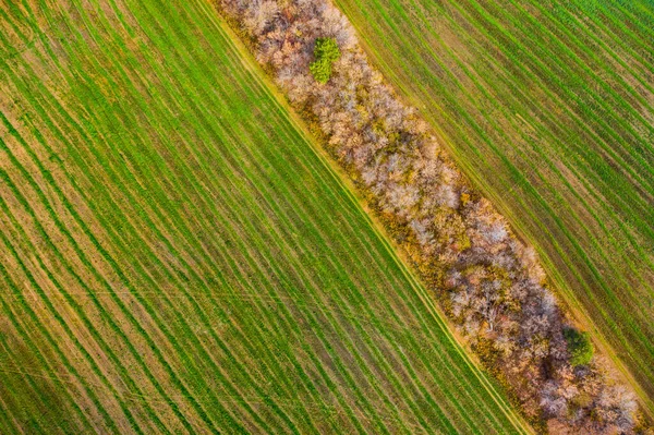 Посевные Линии Молодой Травы Поле Взяты Вертолета — стоковое фото