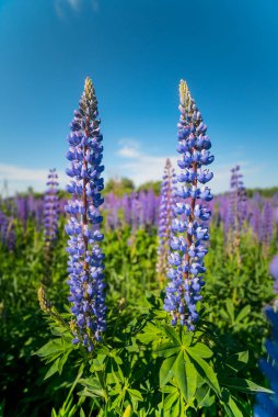 Çiçek açan lupinler Önplanda iki çiçek