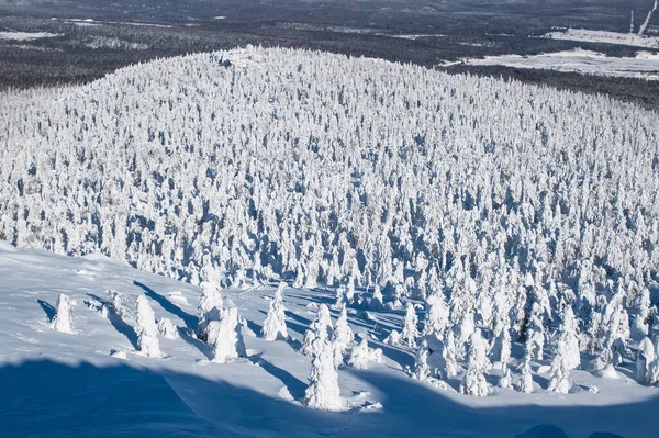 Winter Forest Mountains Top View — Fotografia de Stock