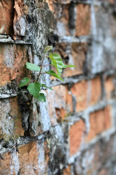 Wall and green leaves — Stock Photo, Image