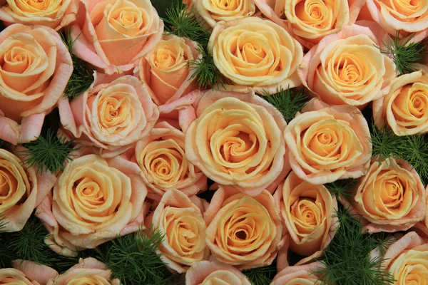 Rosa gialla rose alla luce del sole — Foto Stock