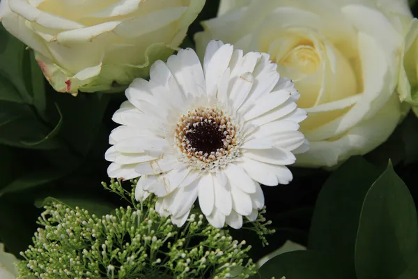 Gérbera branca e rosas — Fotografia de Stock