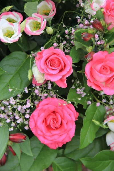 Schockierende rosa Rosen — Stockfoto