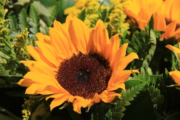 Big yellow sunflower — Stock Photo, Image