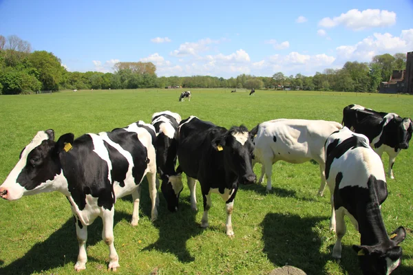 Vacas en un prado soleado — Foto de Stock