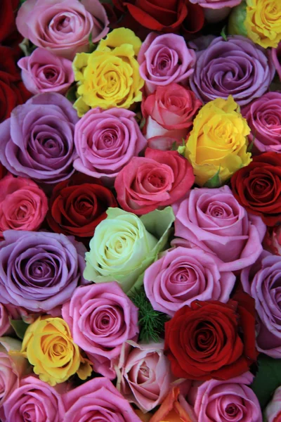 Mixed roses — Stock Photo, Image