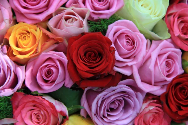 Mixed roses — Stock Photo, Image