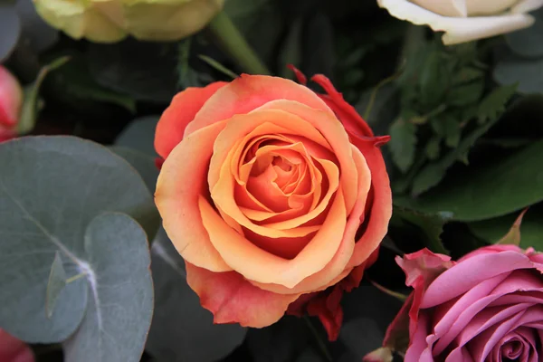 Solitaire orange rose — Stockfoto