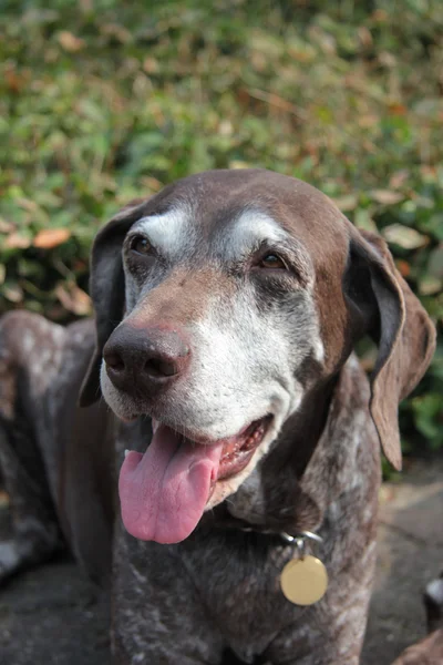 Female german shorthaired pointer — Stock Photo, Image