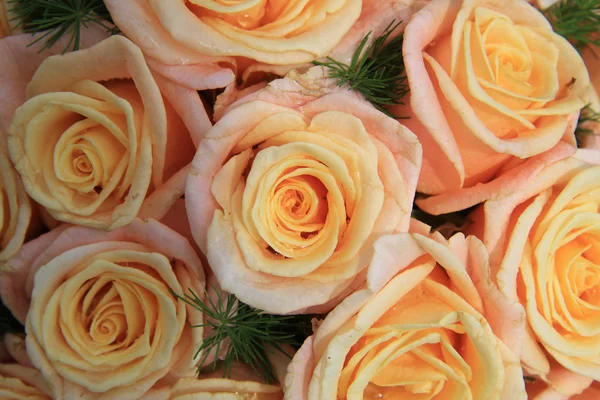 Rosas cor-de-rosa amarelas à luz solar — Fotografia de Stock