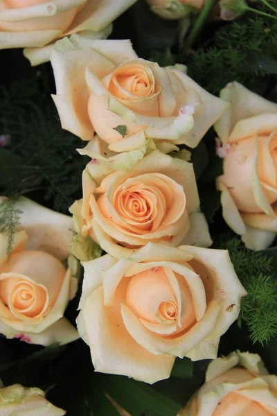 Oranje roze rozen — Stockfoto