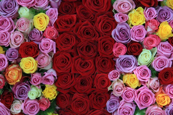 Mixed roses — Stock Photo, Image