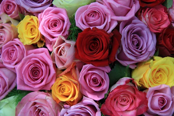 Mixed roses — Stock Photo, Image