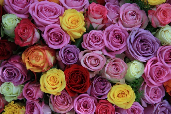 Mixed roses — Stock Photo, Image