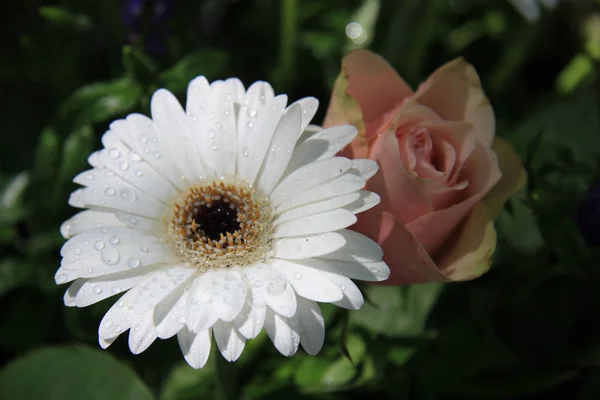 Islak Beyaz gerbera — Stok fotoğraf