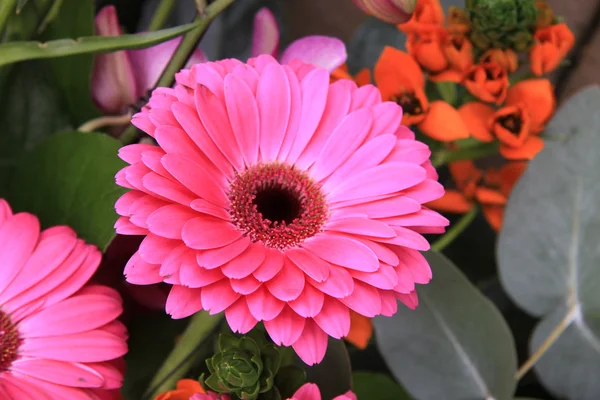 Solitaire roze gerbera — Stockfoto