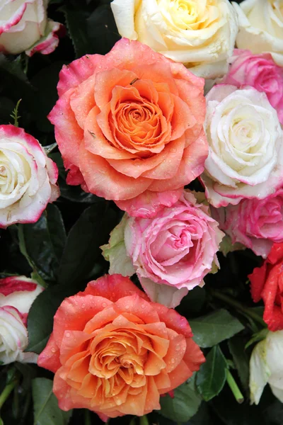 Buquê de rosa multicolorido — Fotografia de Stock