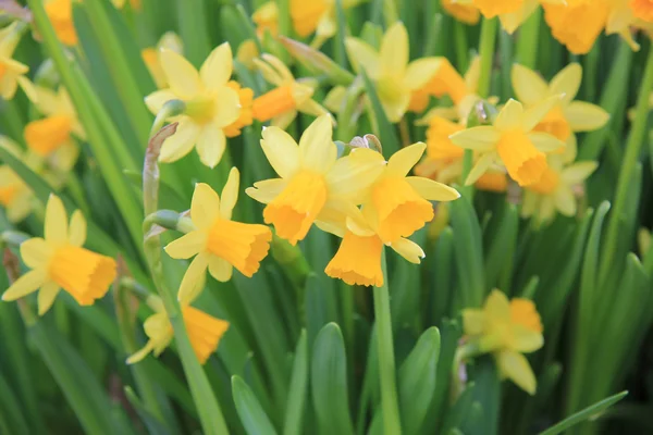 Narcisos pequeños — Foto de Stock