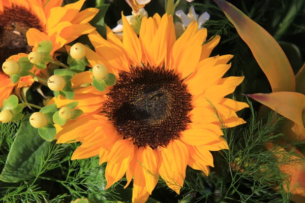 Sunflower arrangement — Stock Photo, Image