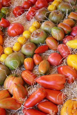 domates çeşitli renk ve şekilleri