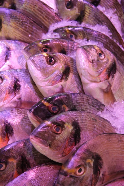 Poisson frais dans un marché aux poissons — Photo