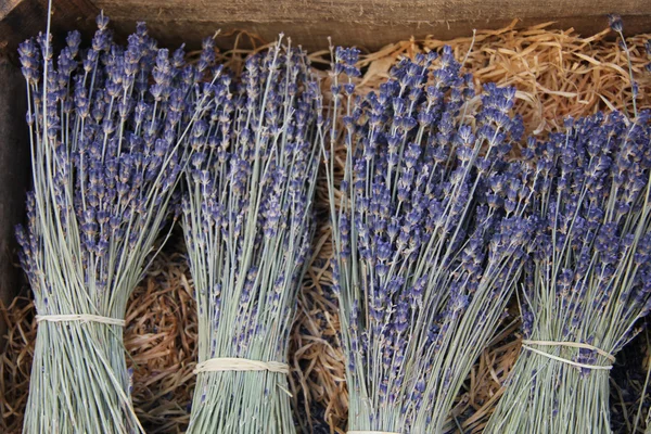 Lavendel zum Verkauf — Stockfoto