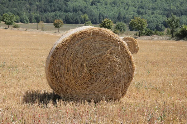 Frische Heuballen — Stockfoto