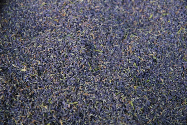 Lavender — Stock Photo, Image