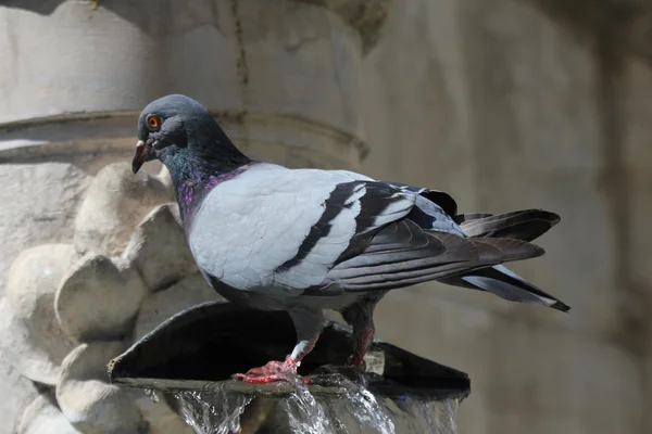 鸽子洗个澡 — 图库照片