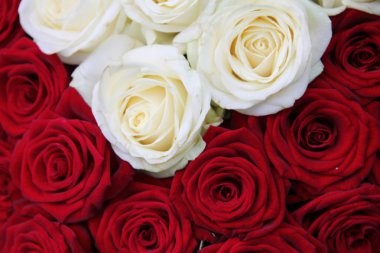 Beyaz ve kırmızı Gül Sevgililer