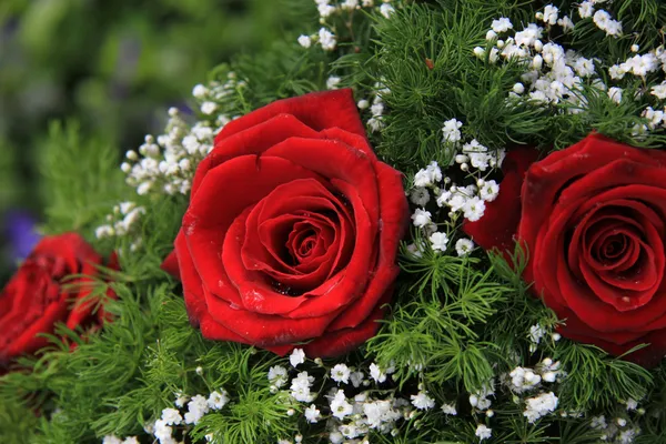 Red roses and gypsophila — Stock Photo, Image