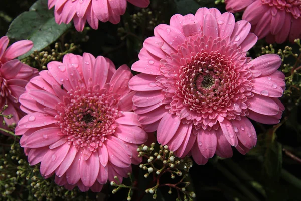 Islak pembe gerbera — Stok fotoğraf