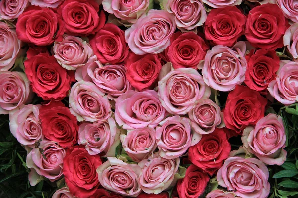 Roze rozen — Stockfoto