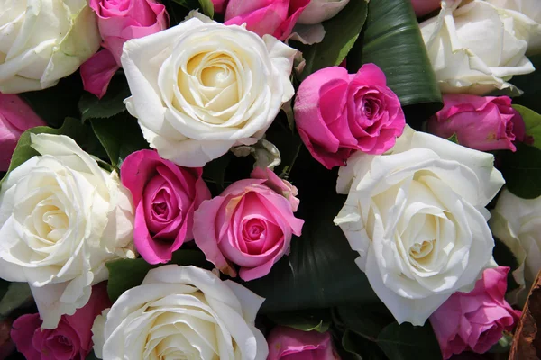 Rosas rosadas y blancas — Foto de Stock