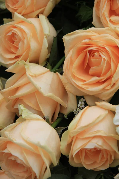 Rosas de laranja macia — Fotografia de Stock