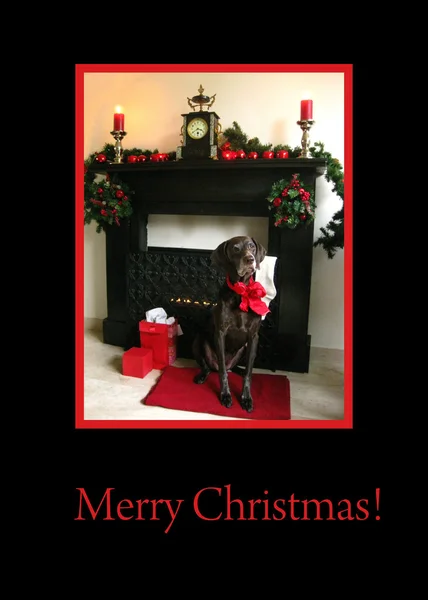 German pointer in front of fireplace card — Stock Photo, Image