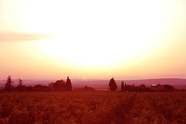 Západ slunce nad vinicí — Stock fotografie