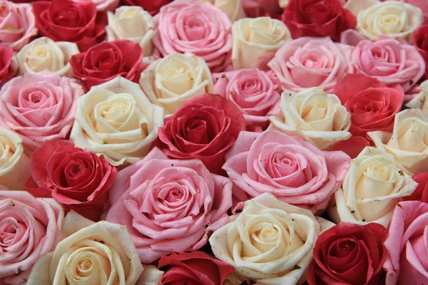 White and pink roses in arrangement — Stock Photo, Image