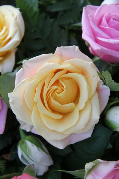 Yellow and pink roses — Stock Photo, Image