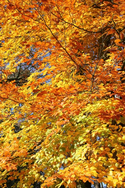 Herbstlaub — Stockfoto