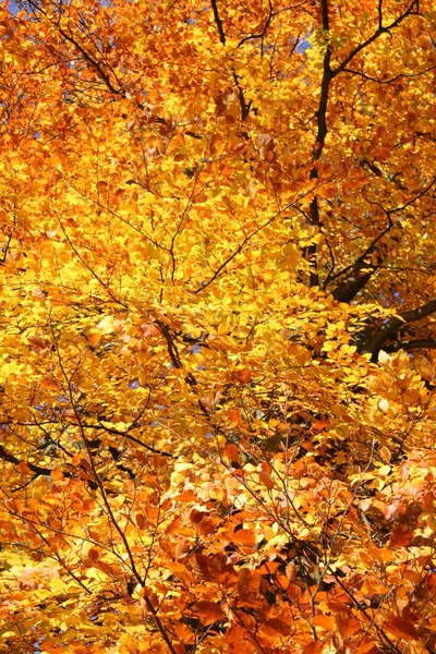 Fall foliage — Stock Photo, Image