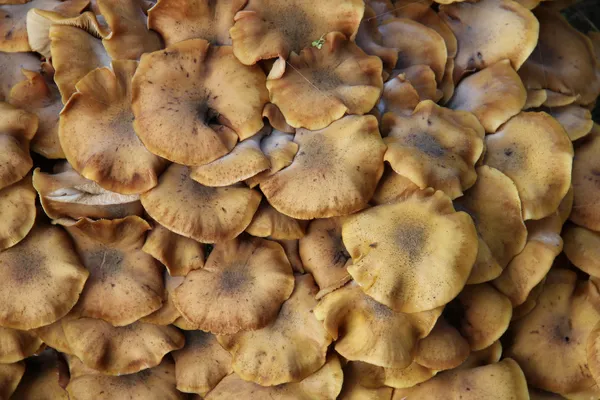 Groep van paddestoelen — Stockfoto