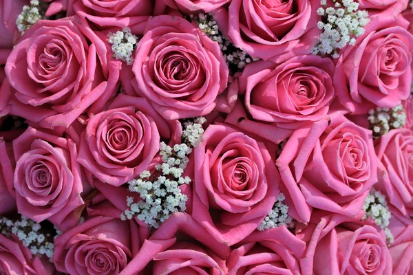 Pink roses and white gypsophila — Stock Photo, Image