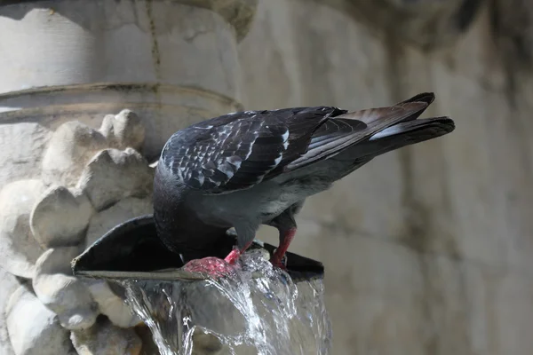 Pigeon taking a bath — Stock Photo, Image