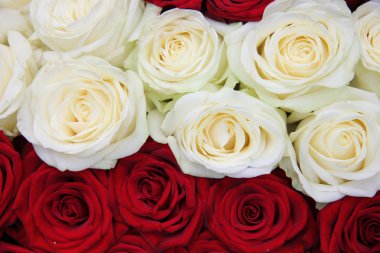 Beyaz ve kırmızı Gül Sevgililer