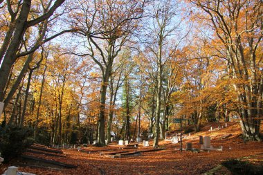 Mezarlıkta bir sonbahar orman