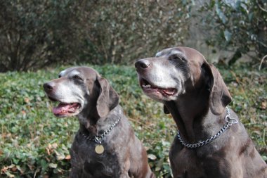 üst düzey pointer sisters, Alman shorthaired işaretçiler