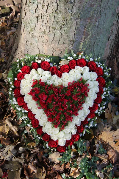 Flores de simpatía en forma de corazón — Foto de Stock