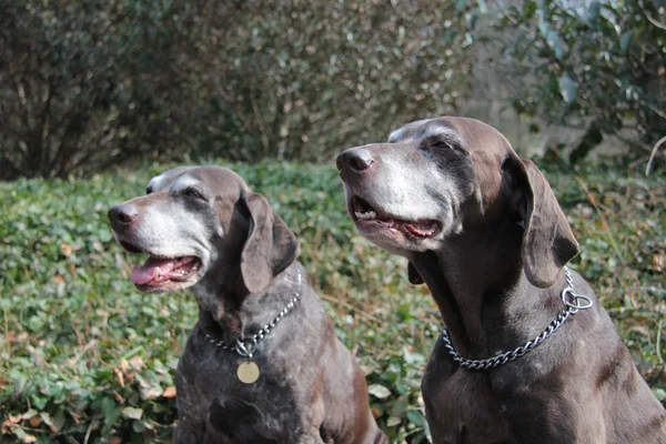 Senior pointer sisters, german shorthaired pointers — Stock Photo, Image