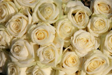 donuk beyaz gül grubu